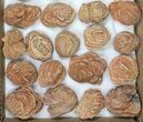 Flat: Desert Roses From Morocco ( to ) - Pieces #82748-2